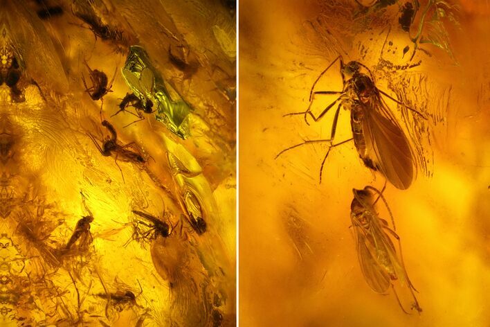 Cluster of Fossil Flies (Diptera) in Baltic Amber #128344